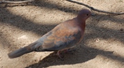 Palmtaube
